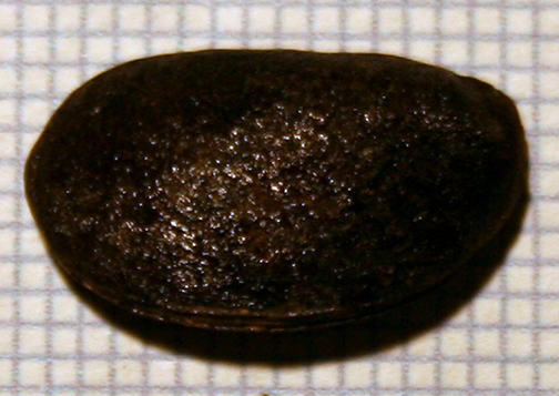 Persimmon Fea. 30 334